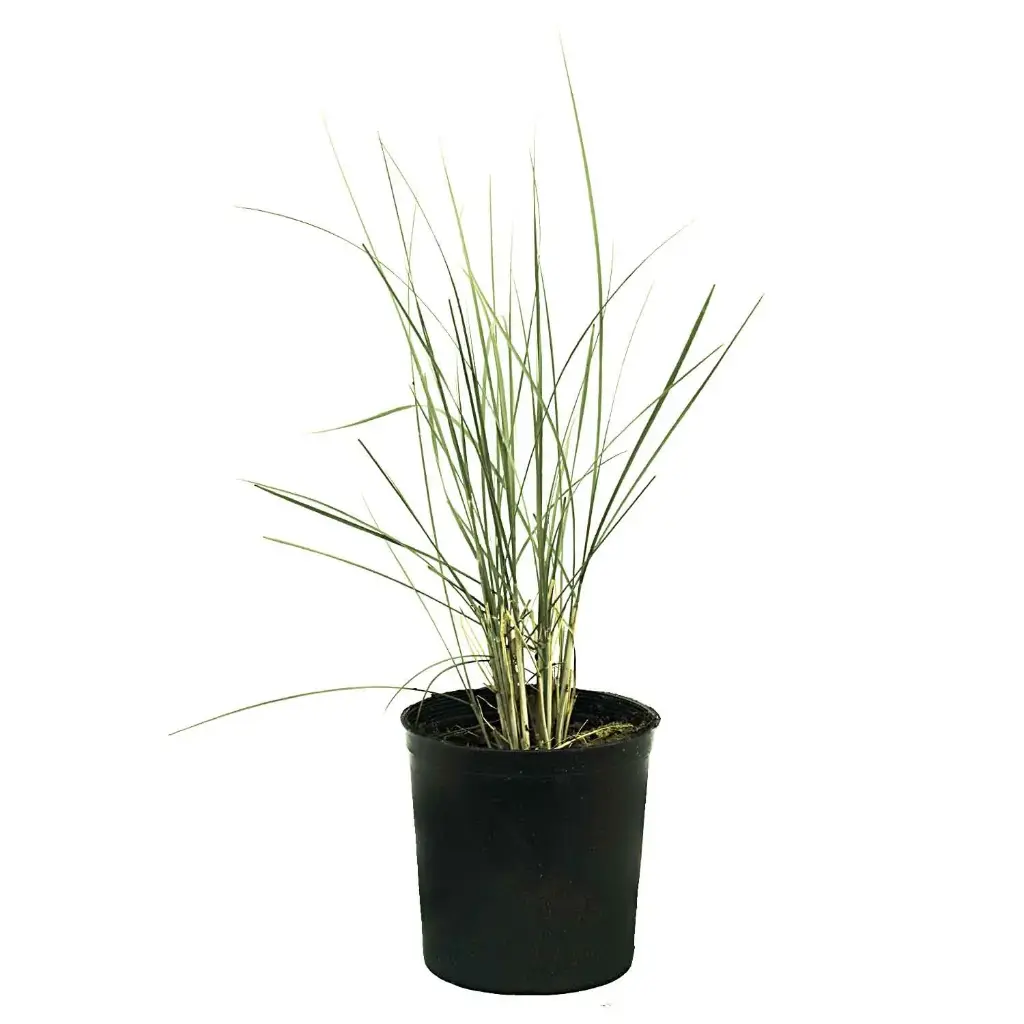 Pennisetum Green 14cm 