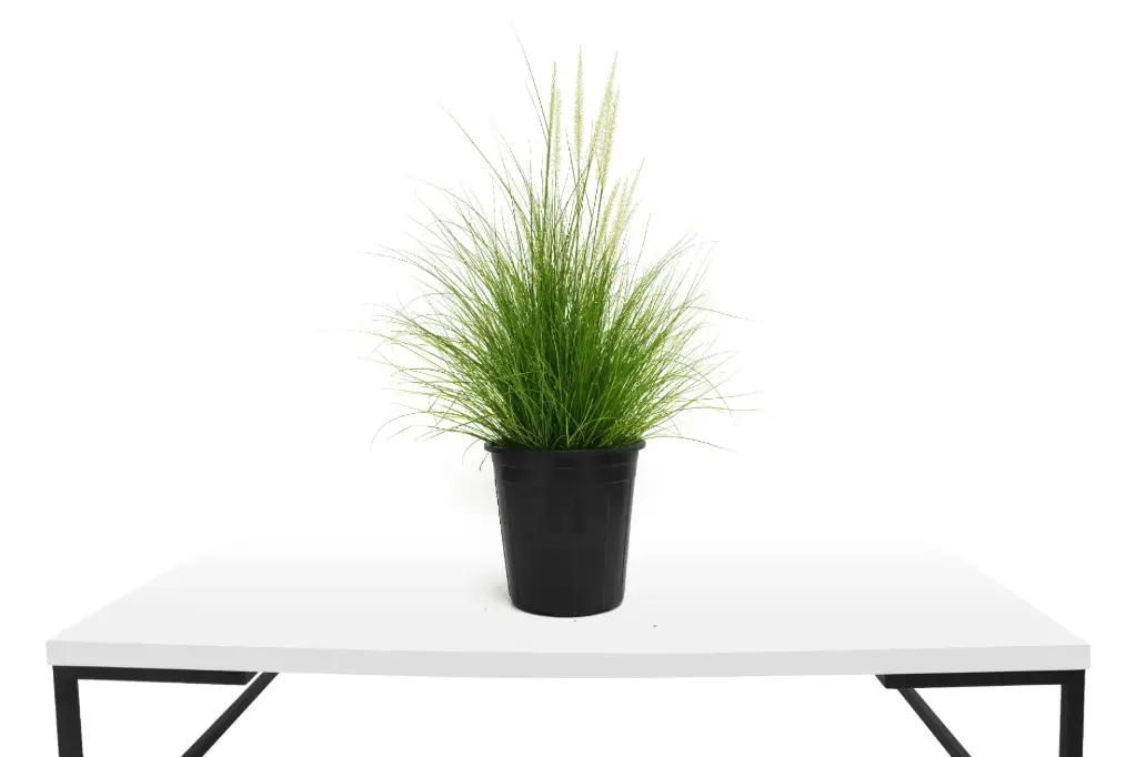 ##PENNISETUM GREEN  25CM حلفا خضراء 25سم