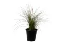 حلفا خضراء 25سم