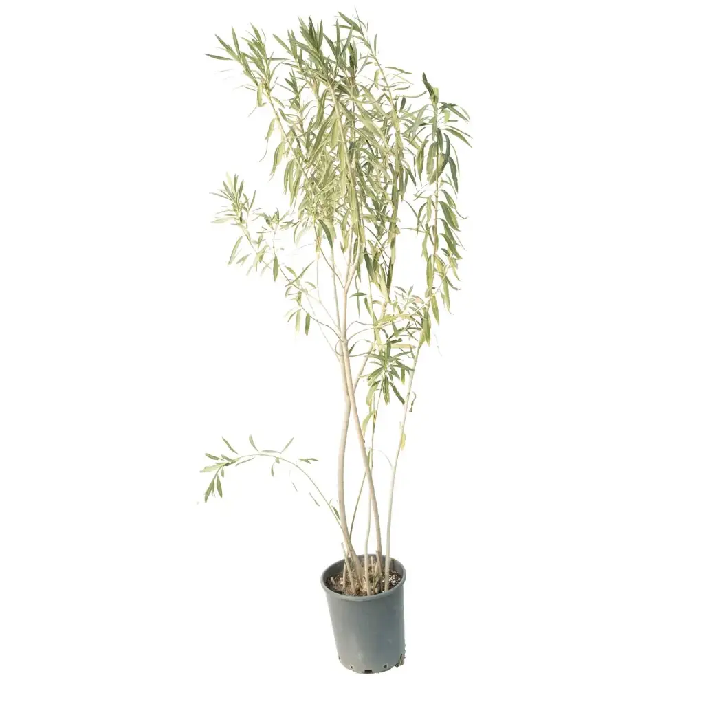 Nerume Oleander 25cm دفلة 