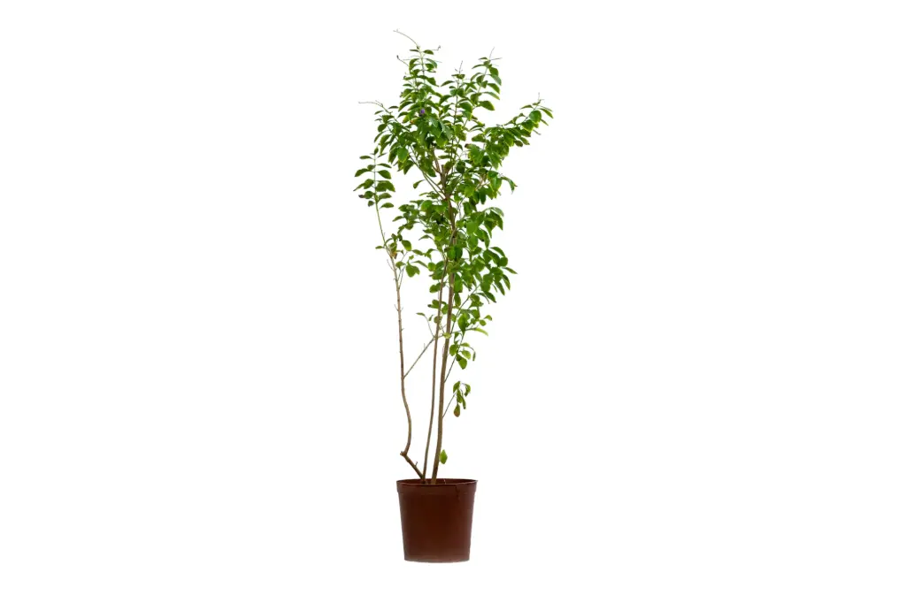 #DURANTA GREEN 18CM دورنتا خضراء 