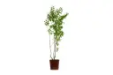 #DURANTA GREEN 18CM دورنتا خضراء 
