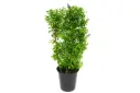 #DURANTA GREEN FENCE 1.20M 35CM دورنتا خضراء سياج 1.20م 35سم