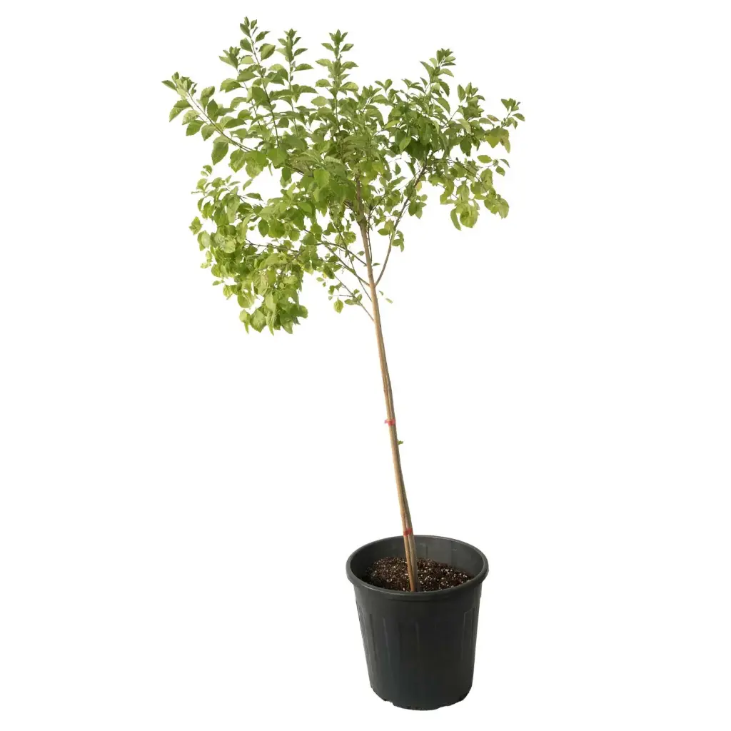 DURANTA GREEN VERTICAL SHAPE 25CM دورنتا خضراء عمودية