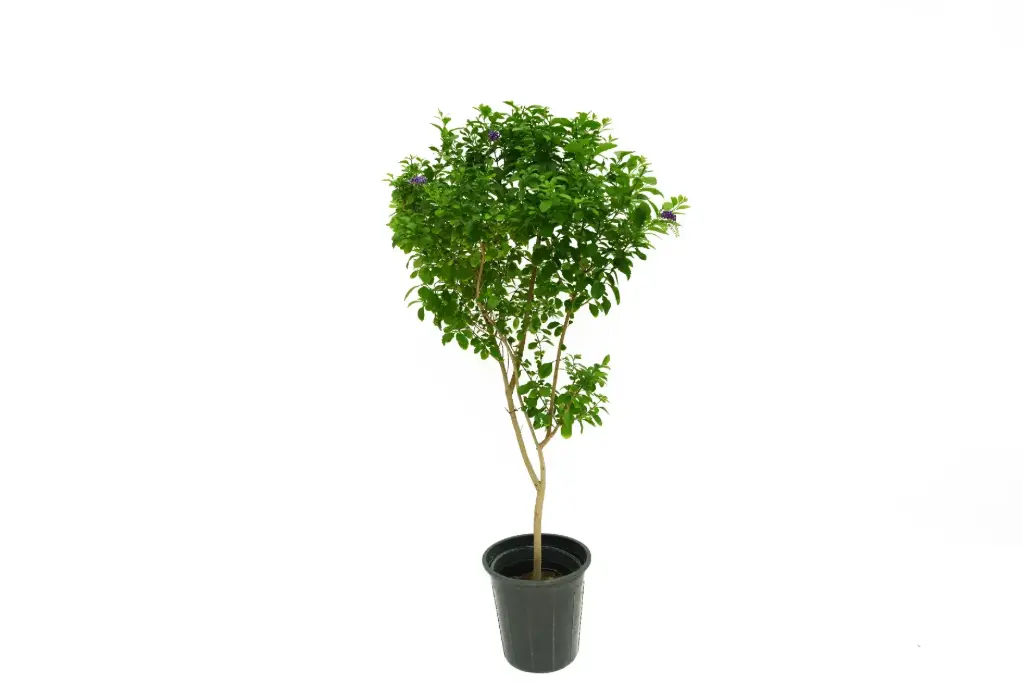 Duranta Green Vertical Shape 25CM دورنتا خضراء عمودية 