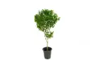 Duranta Green Vertical Shape 25CM دورنتا خضراء عمودية 