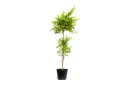 #Duranta Yellow Vertical Shape 25cm دورنتا ليموني عمودية 