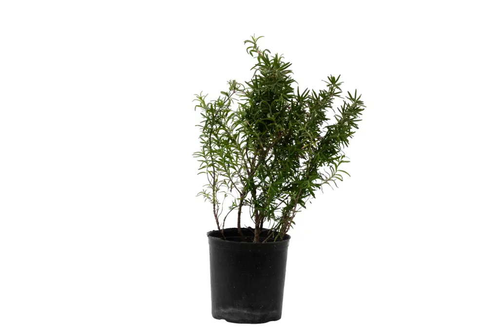 rosemary 14cm 