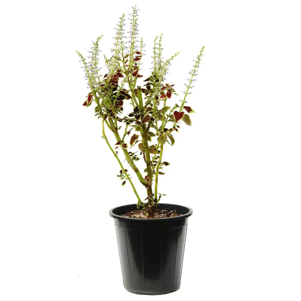 Coleus 25cm سجادة 