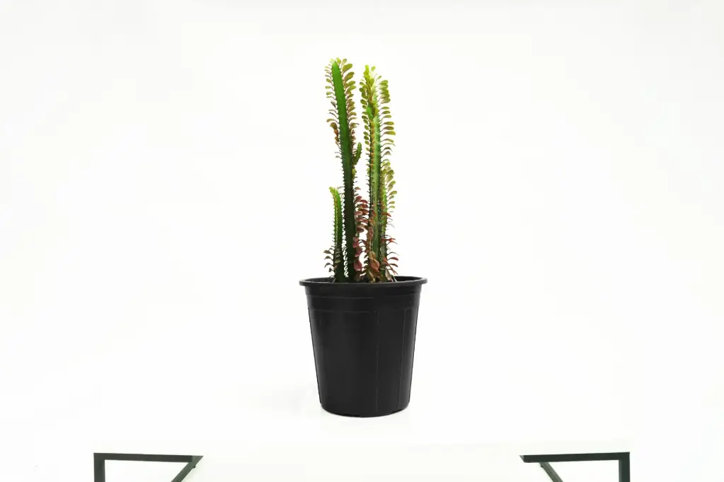 Euphorbia Trigona Red 25CM شمعدان احمر 