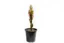 EUPHORBIA TRIGONA RED 25CM شمعدان احمر