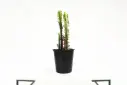 Euphorbia Trigona Red 25CM شمعدان احمر 