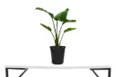 #Strelitzia nicolai 25cm عصفور الاجسترا 
