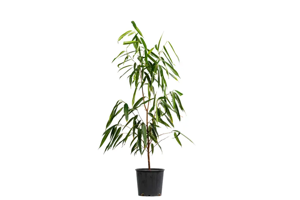 #FICUS ALY 25CM فايكس الي 