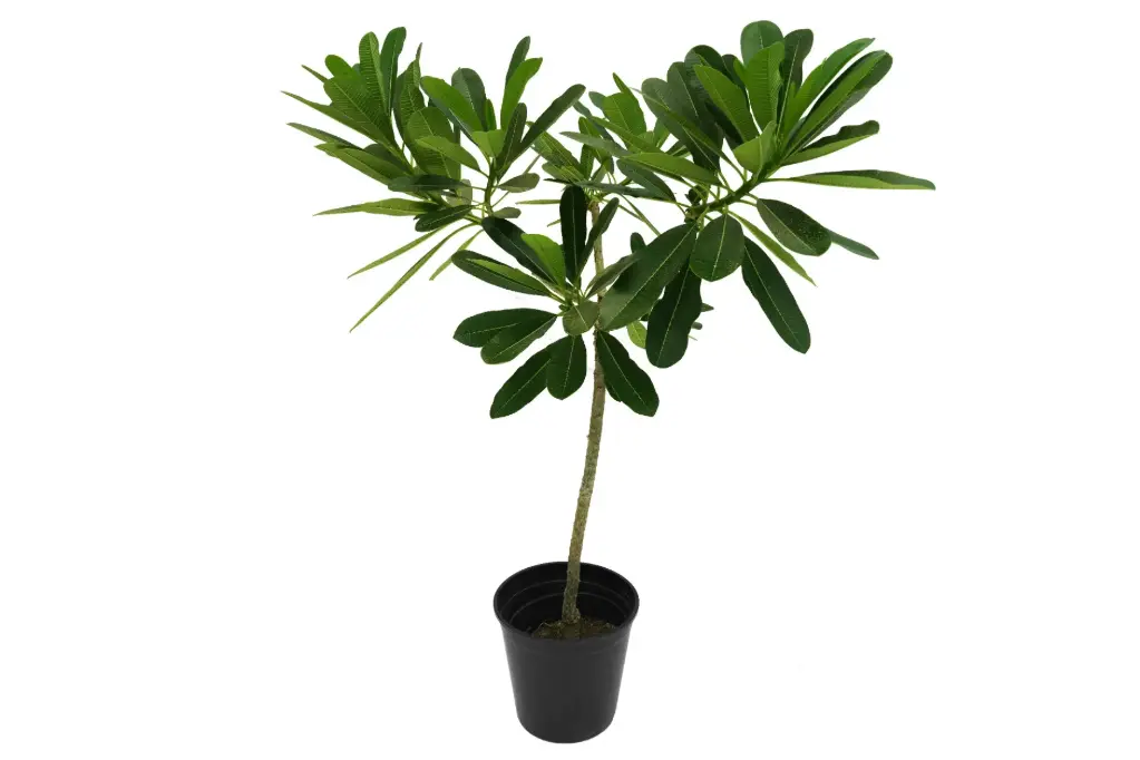 #Plumeria Obtusa 35cm فتنه 