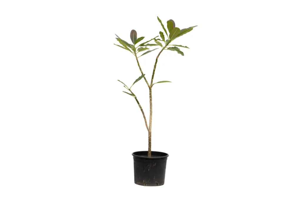 فتنه 35سم