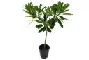 #Plumeria Obtusa 35cm فتنه 