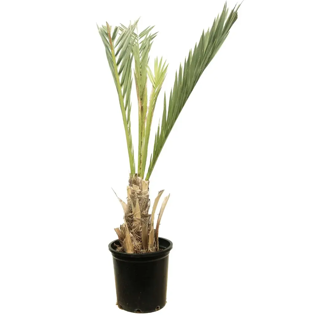  فروخ برحي 35 سم