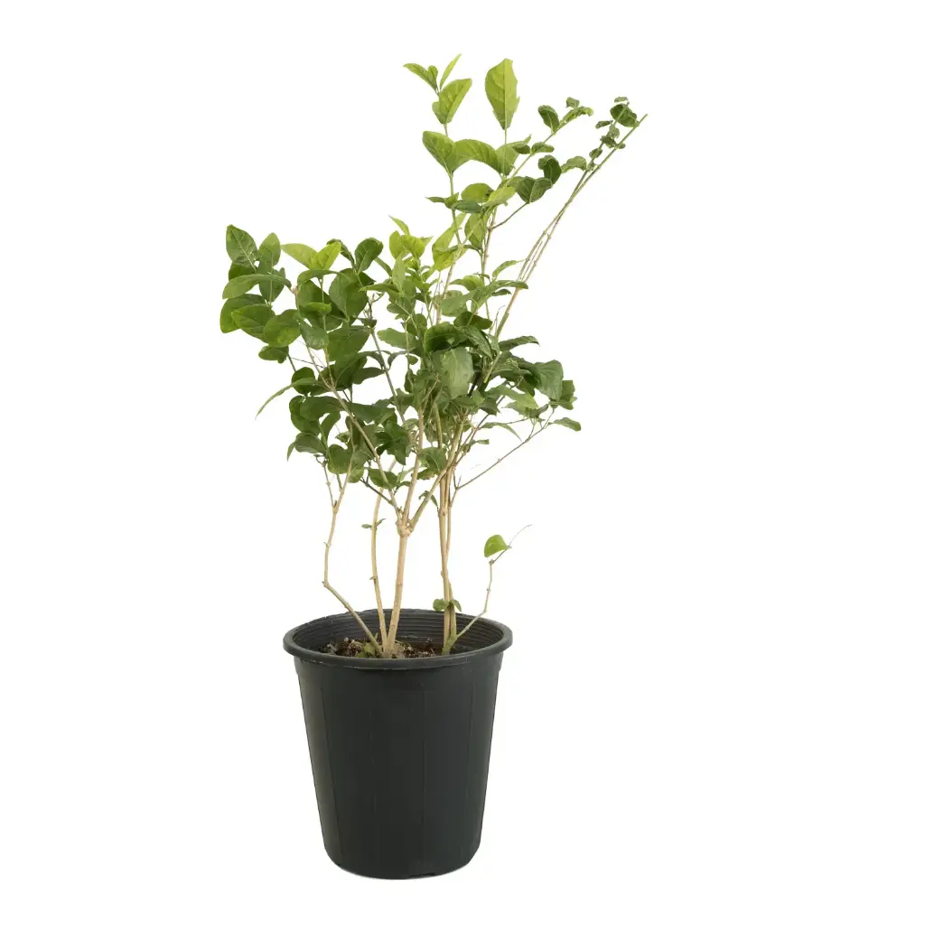 Jasminum Arabian 25cm فل مصري 
