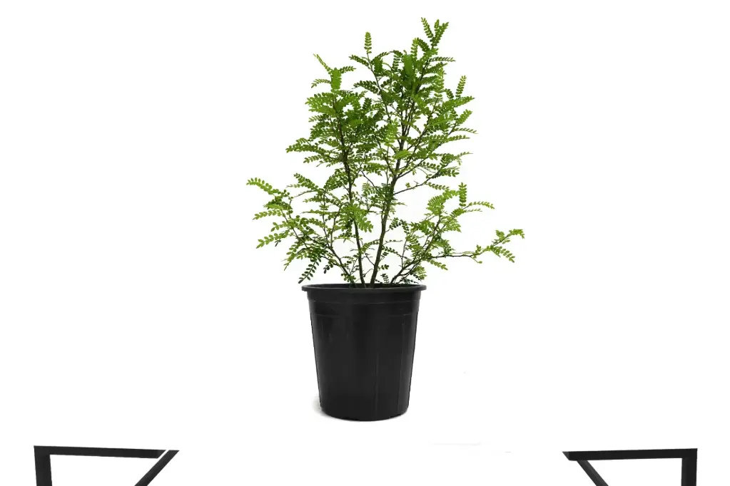 Casalisoum 25cm كازاليزوم 