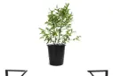 Casalisoum 25cm كازاليزوم 