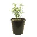 casalisoum 25cm