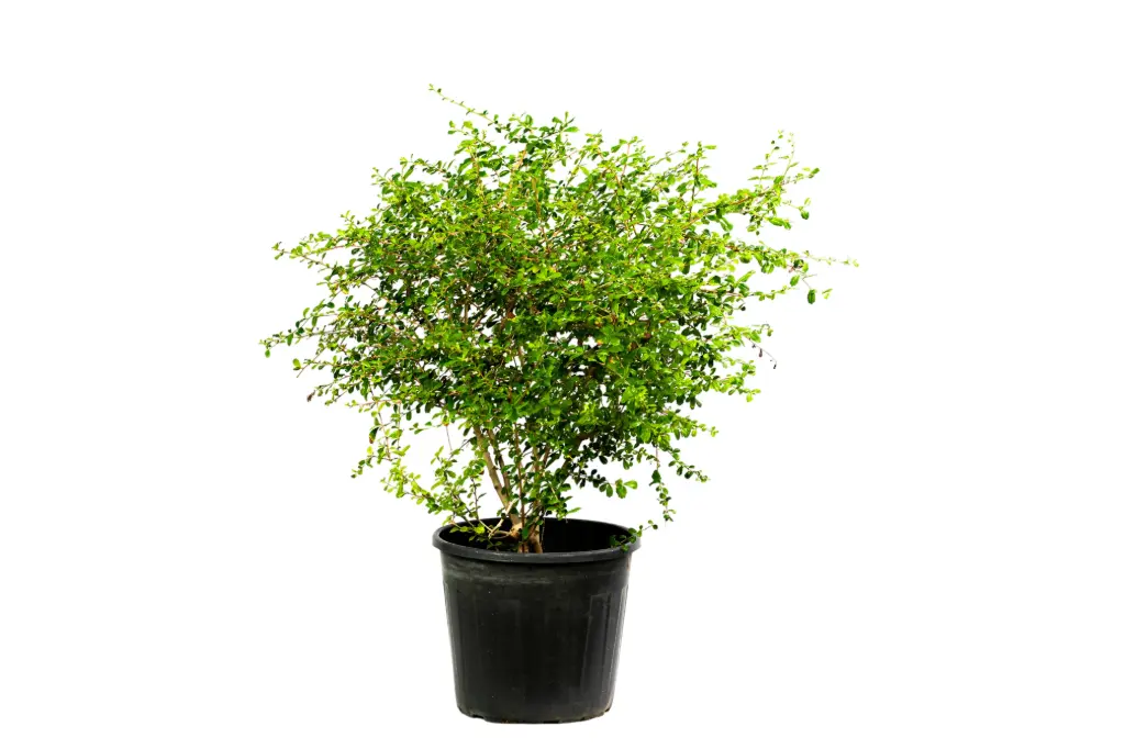Carmona Ball shape 35cm كرمونة كروية