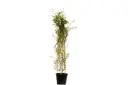 Carmona Pyramidal Shape 35cm كرمونة هرمية 