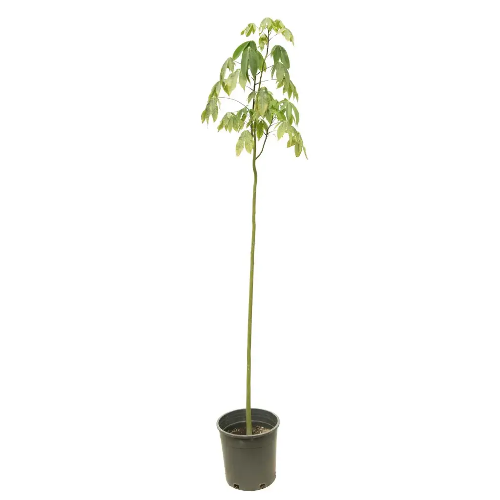Chorisia 25cm كروزيا 