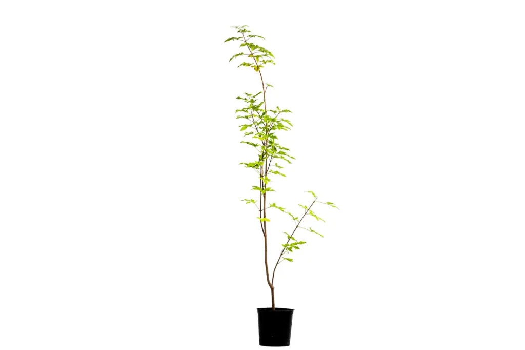 #vitex trifolia 14cm