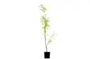 #vitex trifolia 14cm