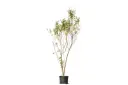 #VITEX TRIFOLIA 35CM