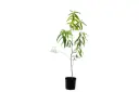 CINCHONA LEMON 14CM كينا ليموني 