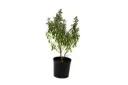LEUCOPHYLLUM 14CM ليكوفليوم 