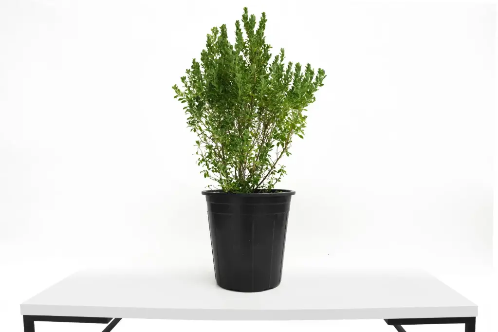 Leucophyllum 25 CM ليكوفليوم 