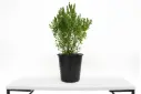 Leucophyllum 25 CM ليكوفليوم 
