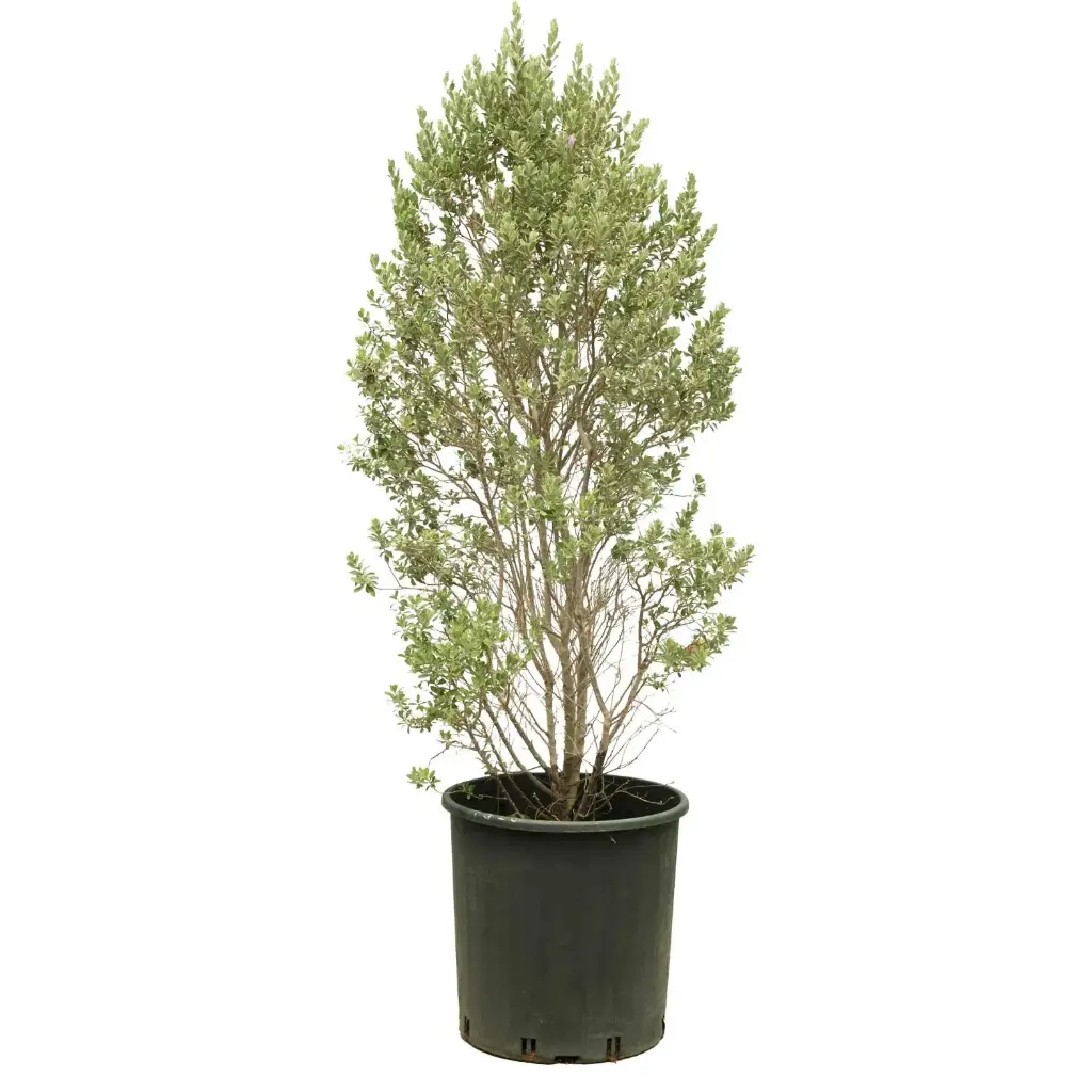 ليكوفليوم هرمي 30سم