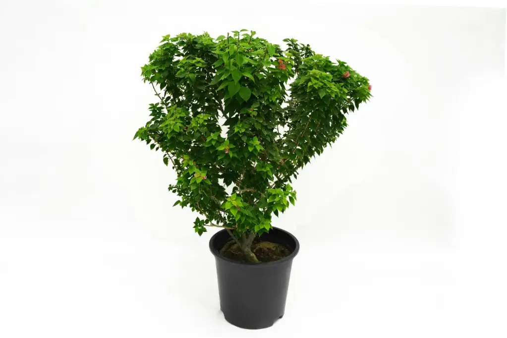 BOUGAINVILLEA DWARF RED 14 CM مجنونة قزمية 