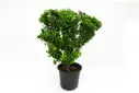 BOUGAINVILLEA DWARF RED 45CM مجنونة قزمية 