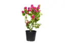 BOUGAINVILLEA DWARF RED 35CM مجنونة قزمية حمراء  