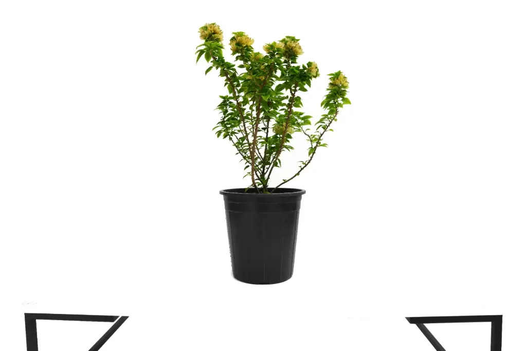 BOUGAINVILLEA DWARF YELLOW 25CM مجنونة قزمية صفراء 