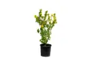 BOUGAINVILLEA DWARF YELLOW 25CM مجنونة قزمية صفراء 