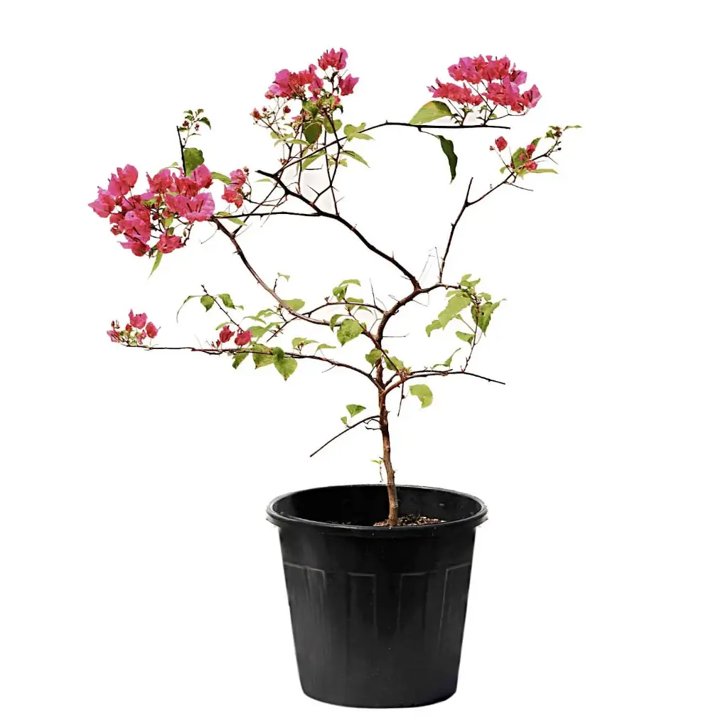bougainvillea ball shape 35cm 