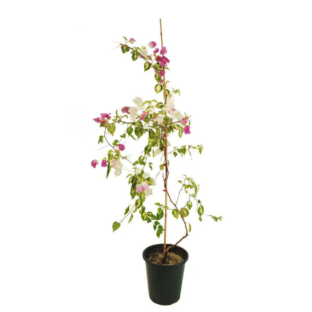 bougainvillea variegated 25 cm 