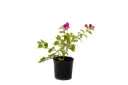 #BOUGAINVILLEA  CLIMBING 14CM مجنونة متسلقة 