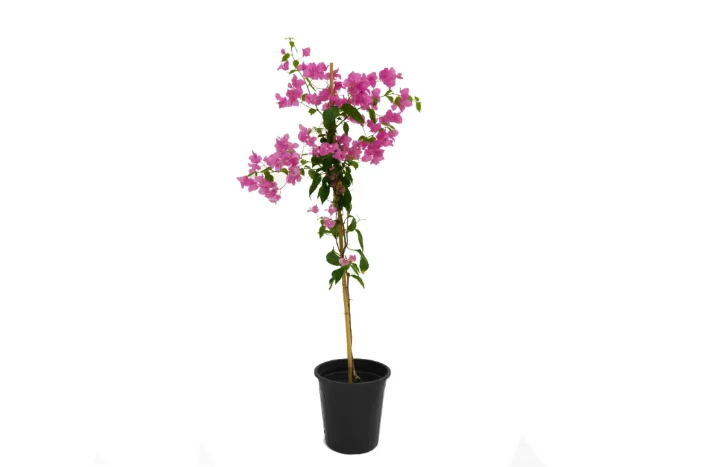  Bougainvillea Climbing 25 CM مجنونة متسلقة 
