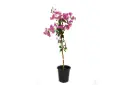  Bougainvillea Climbing 25 CM مجنونة متسلقة 