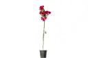 BOUGAINVILLEA COMBACT 25 CM مجنونة متسلقه مكبسة 