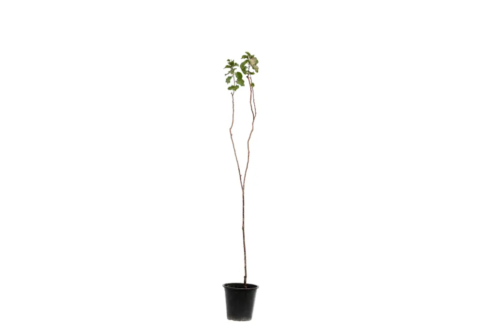 ARMENICA ALAMAL 25CM مشمش الامل 