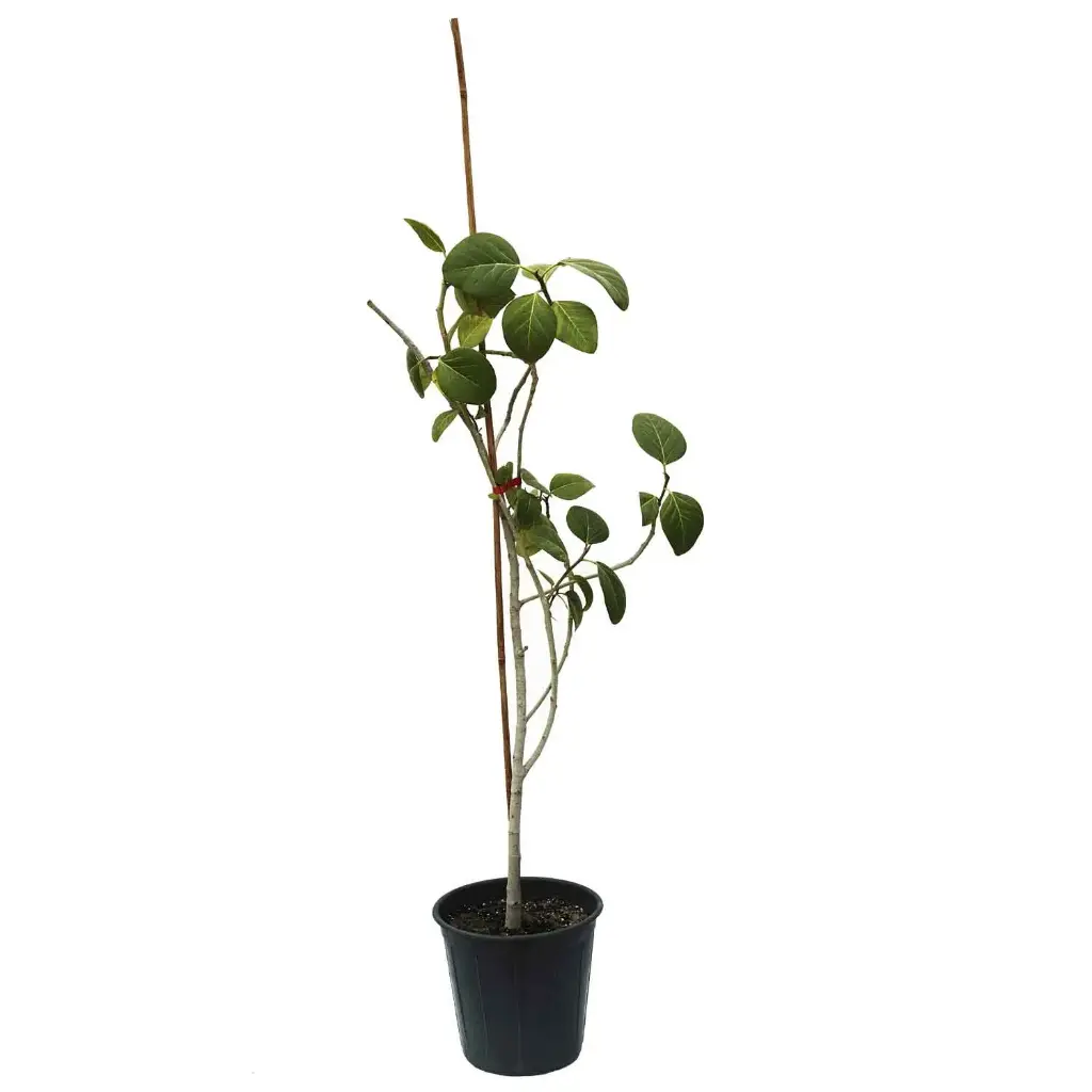 Ficus Benghalensis 25cm مطاط بنغالي 